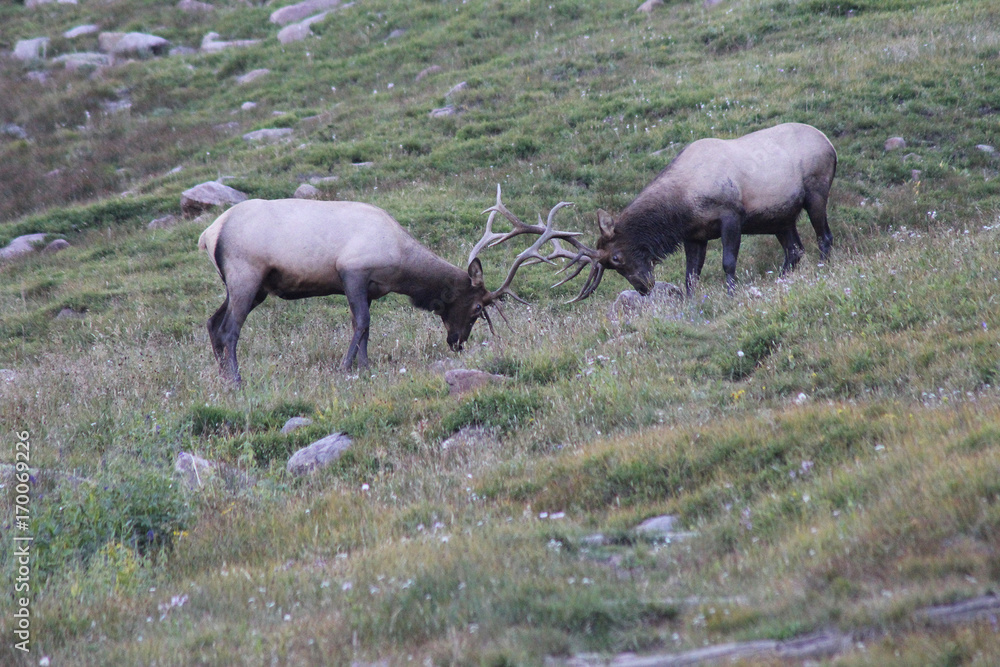 Two Wild Male Bull Elk Fighting / Head Butting on a hillside in Rocky Mountain National Park, Colorado Two Wild Male Bull Elk Fighting / Head Butting on a hillside in Rocky Mountain National Park, Colorado