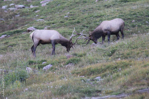 Two Wild Male Bull Elk Fighting   Head Butting on a hillside in Rocky Mountain National Park  Colorado