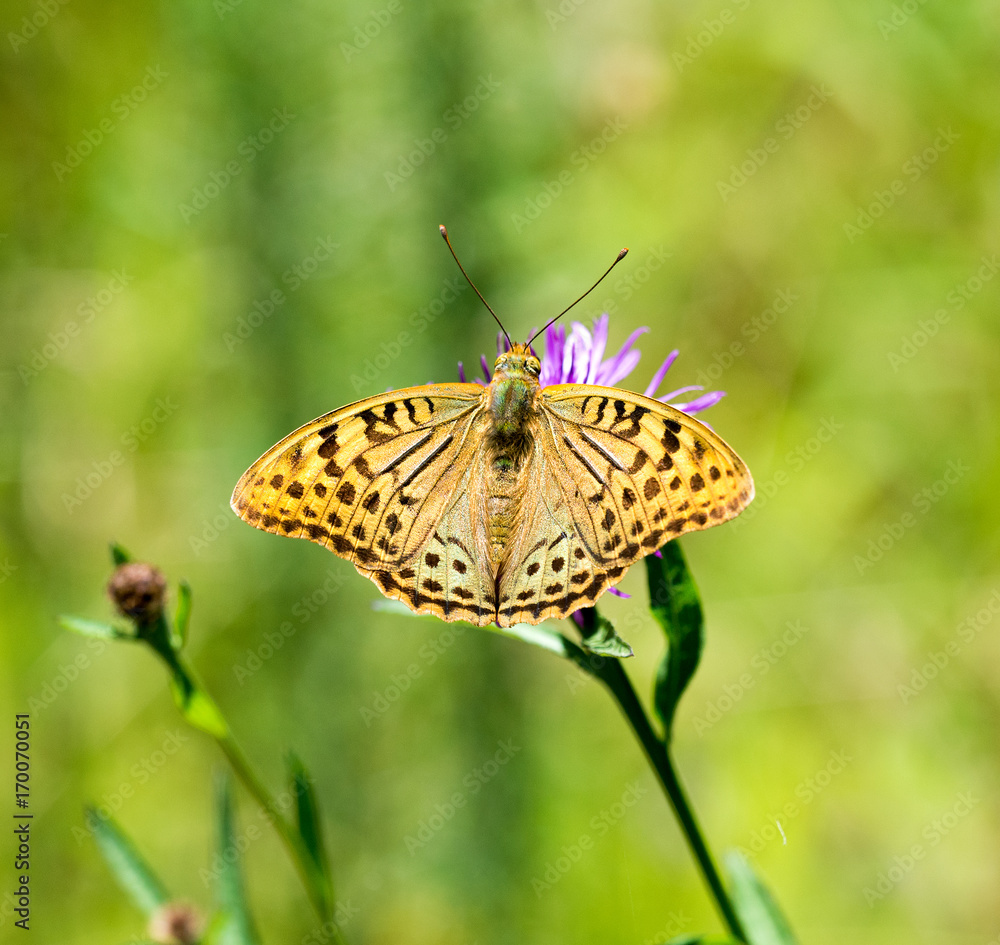 Obraz premium Cardinal (Argynnis pandora) male. Galicia, Spain