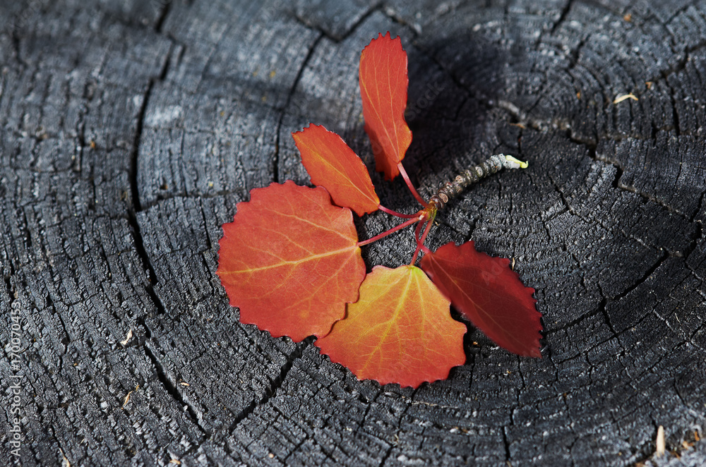 Branch with red aspen leaves on black old stub Branch with red aspen leaves on black old stub