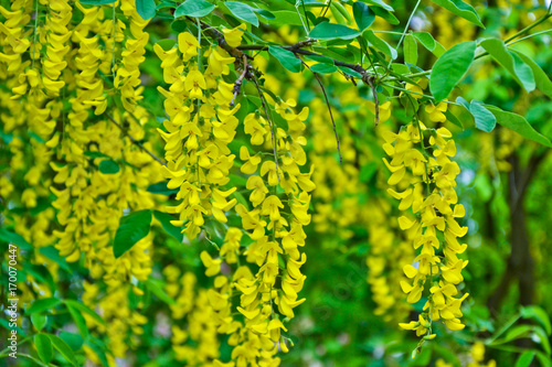 Golden rain tree cassia fistula laburnum flower yellow spring