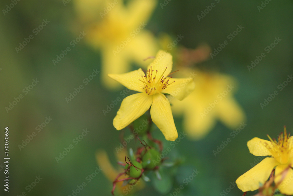 Perforate St John's-wort (Hypericum perforatum) Perforate St John's-wort (Hypericum perforatum)