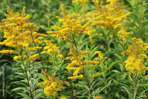 Valokuva tall goldenrod (Solidago gigantea)