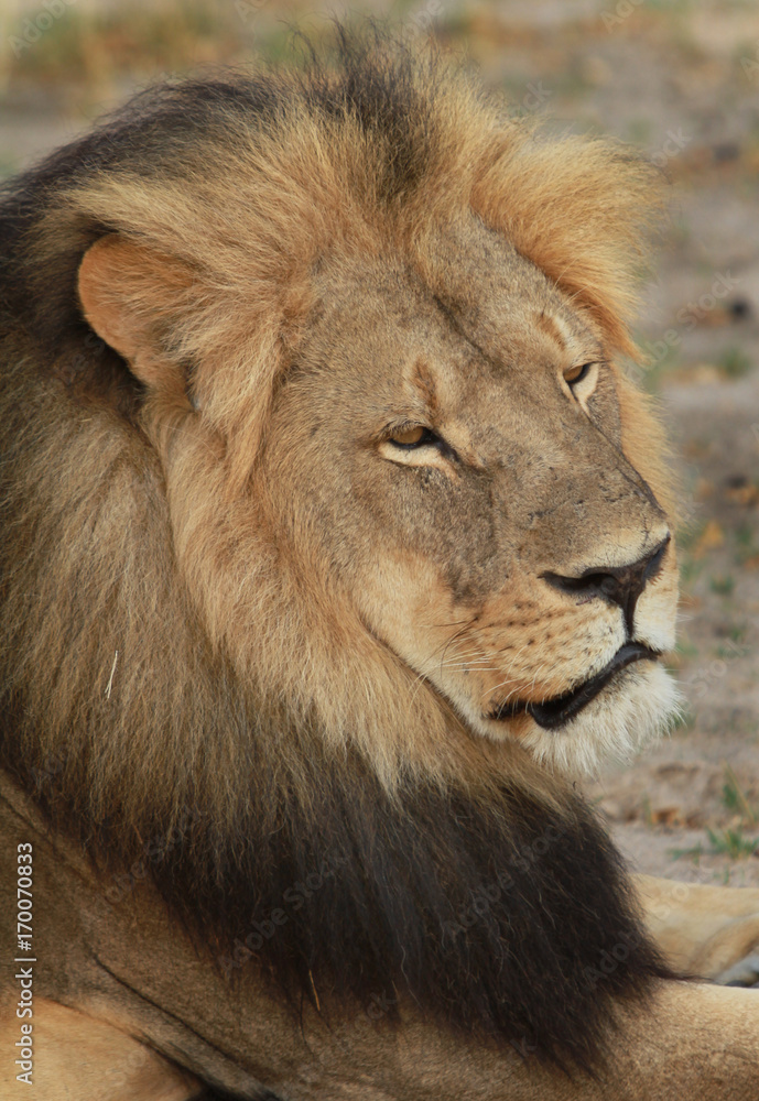 Full Frame of Cecil the Lion full frame head shot