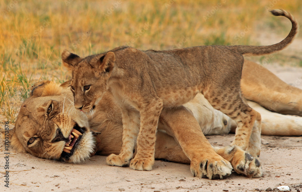 Fototapeta premium Lioness losing patience with her cub and snarling with teeth showing