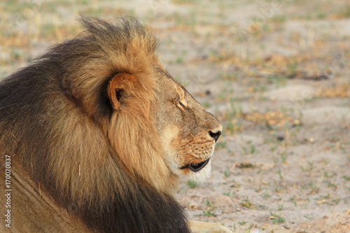 Side Profile of Cecil the Lion the icon lion of Hwange  Zimbabwe