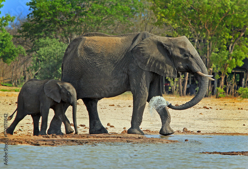 Mother and baby elephant next to a waterhole  with mum spraying water  makololo  zimbabwe