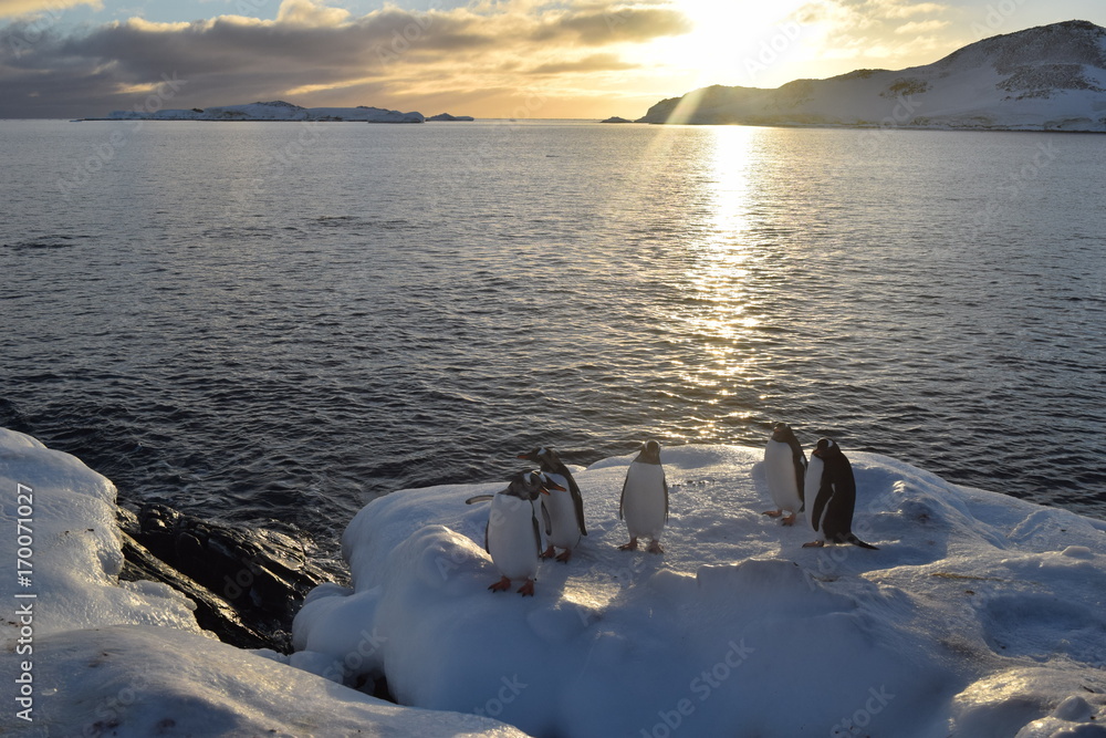 Naklejka premium antartica