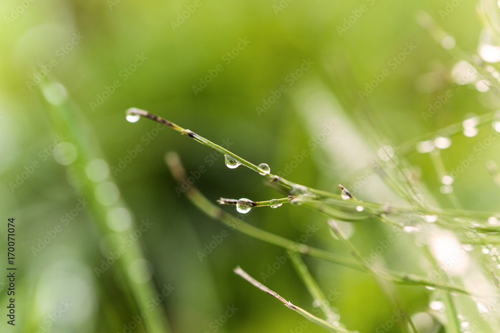 Tautropfen auf frischem Gras Tautropfen auf frischem Gras
