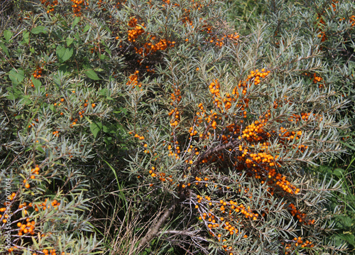 Photos common sea buckthorn (Hippophae rhamnoides)