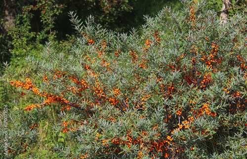 common sea buckthorn (Hippophae rhamnoides)