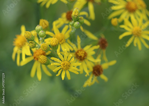 Hoary ragwort (Jacobaea erucifolia) photo