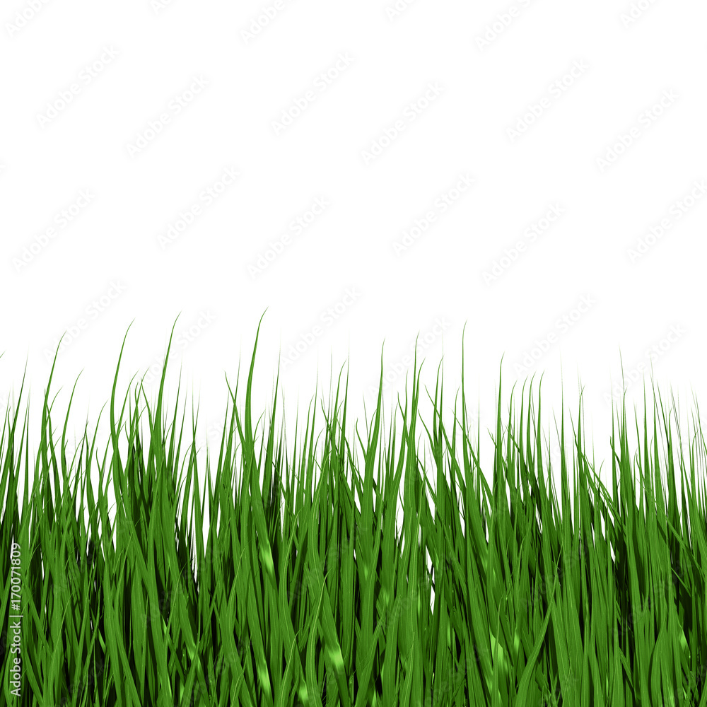 Fototapeta premium grass