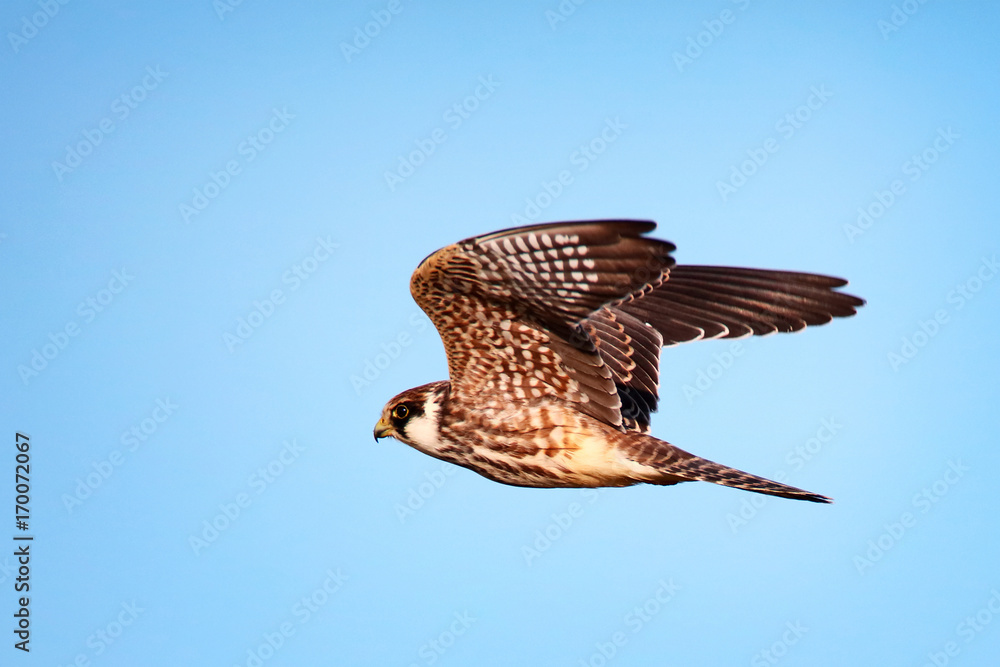 Fototapeta premium falcon in flight