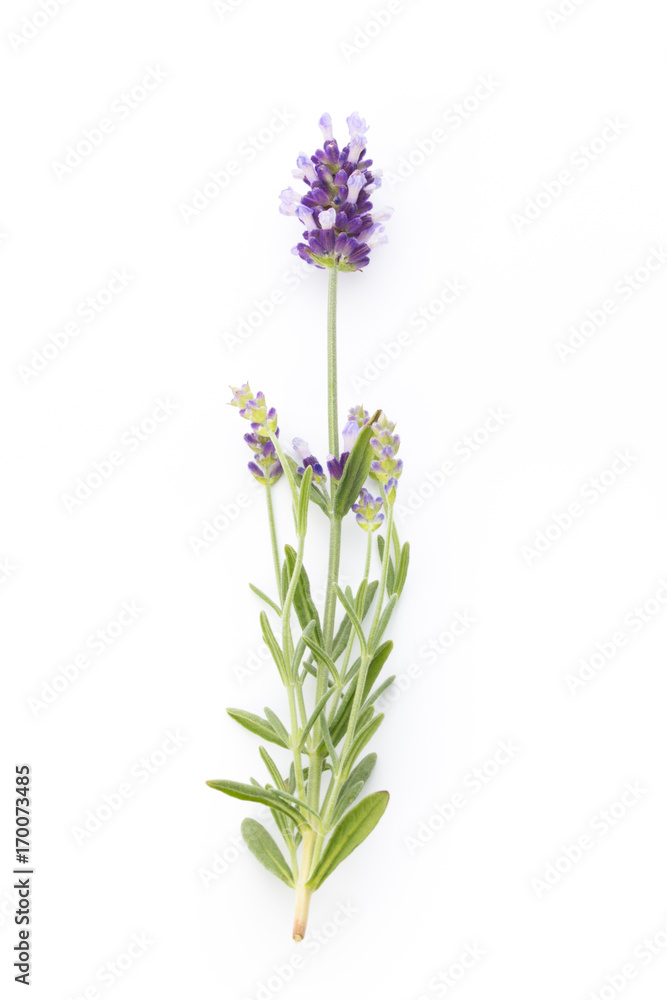 Fototapeta premium Lavender flowers.