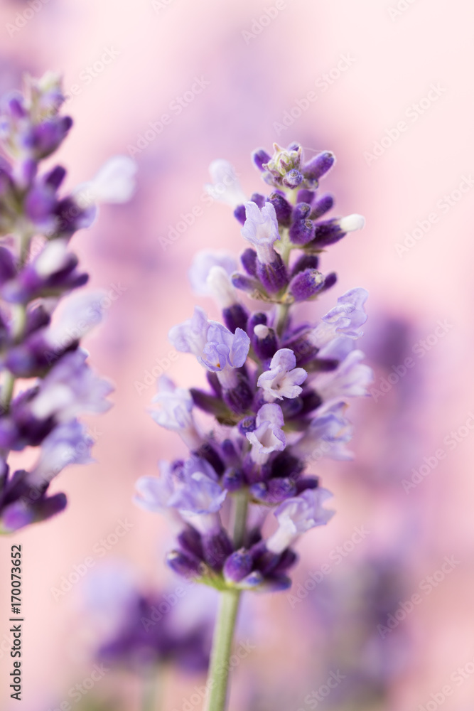 Lavender flowers. Lavender flowers.