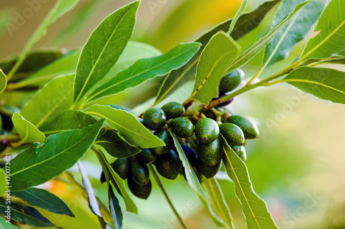 Fruits and foliage of Bay laurel (Laurus nobilis).