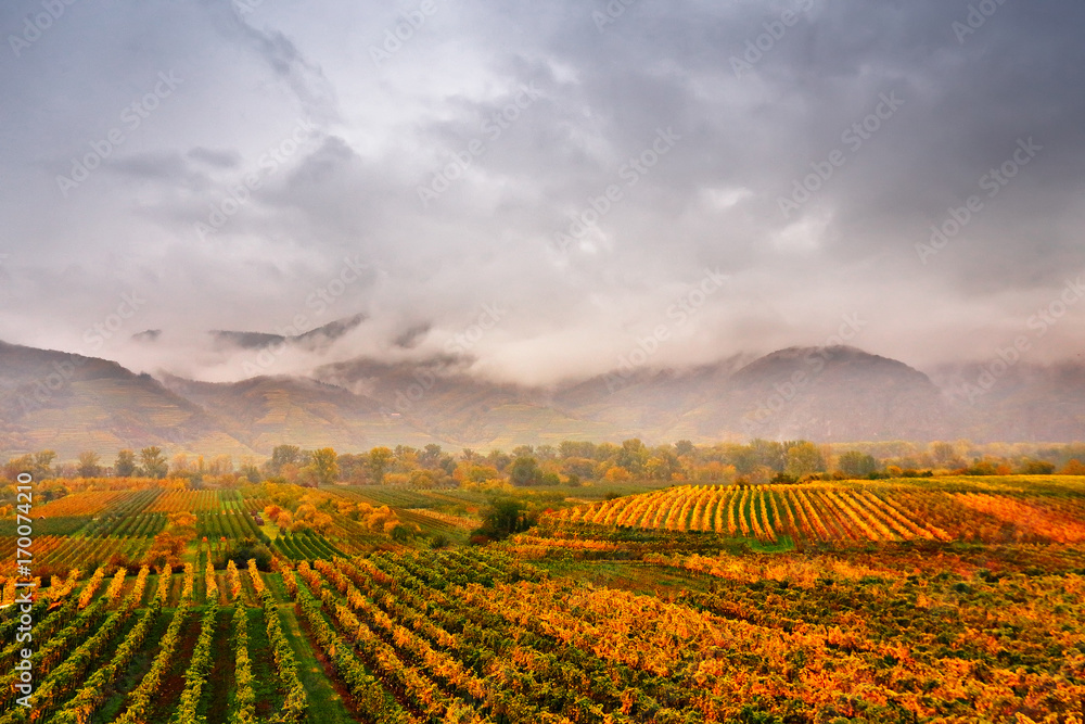 Panorama of Wachau valley. Colorful autumn in vine yards, Austria