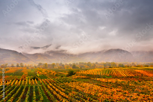 Panorama of Wachau valley. Colorful autumn in vine yards, Austria photo