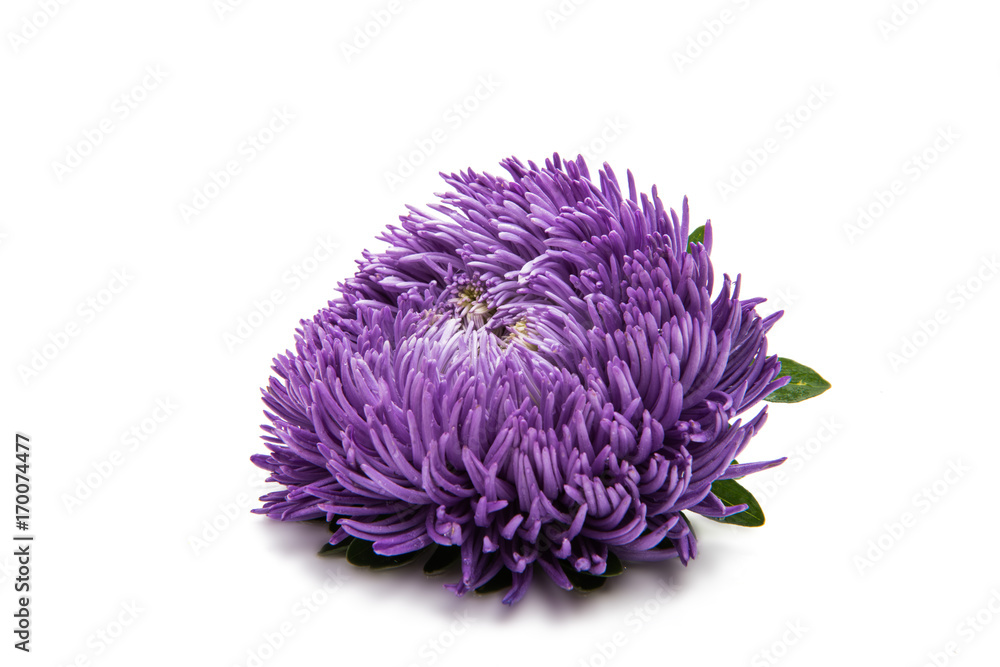 aster isolated aster isolated