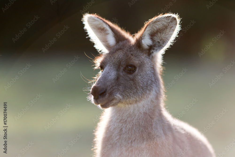 Kangaroo Kangaroo