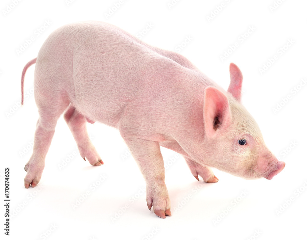 Pig on white. Pig on white.