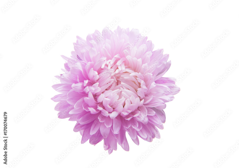 aster isolated aster isolated
