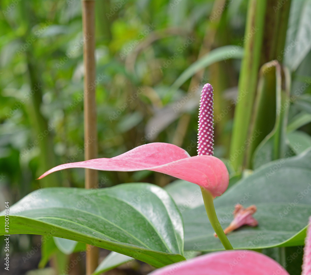 Obraz premium Anthurium