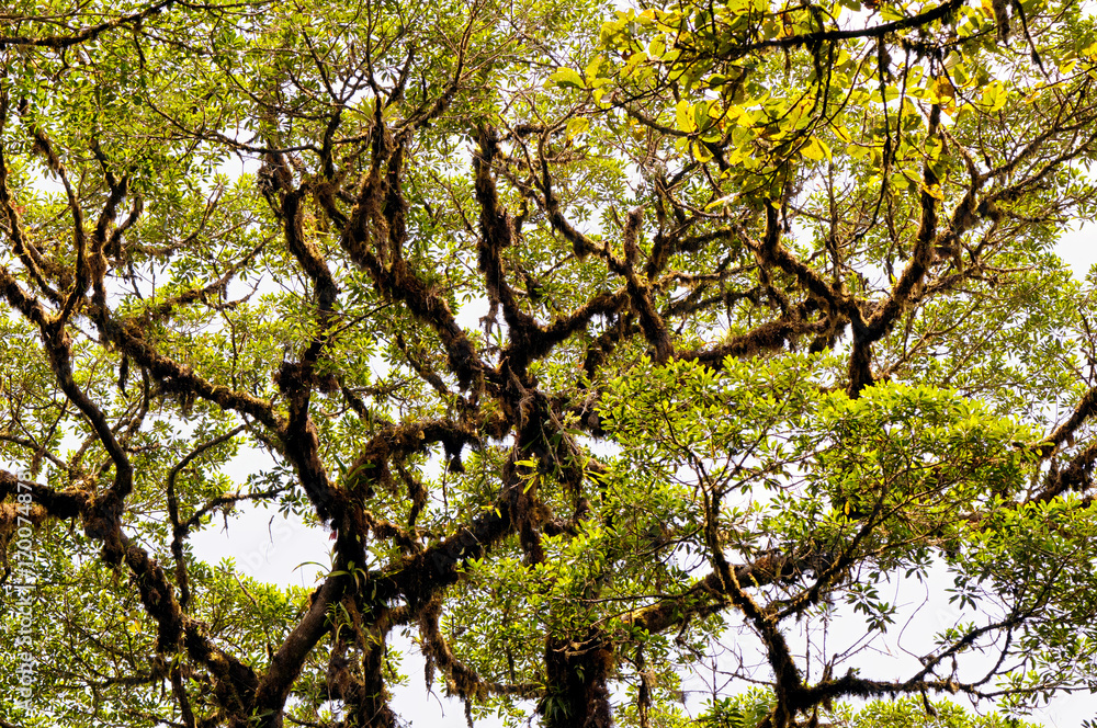 Fototapeta premium Crown of a dominant tropical tree with lichens and epiphytes (Costa Rica, Monteverde).
