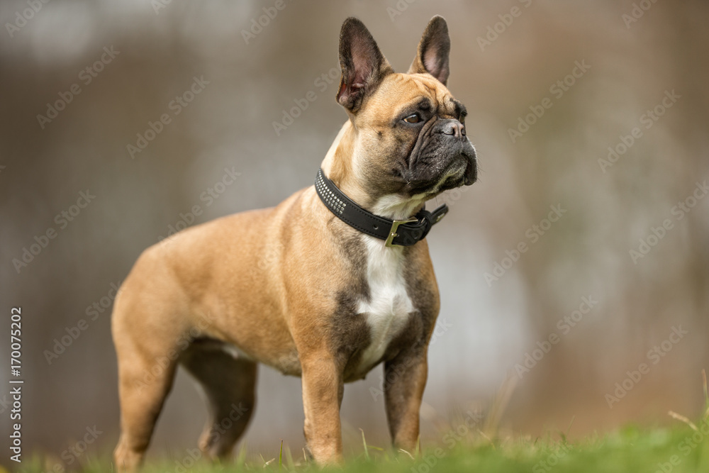 French bulldog