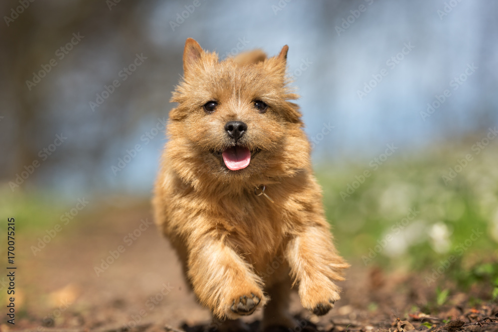 Terrier dog during spring Terrier dog during spring
