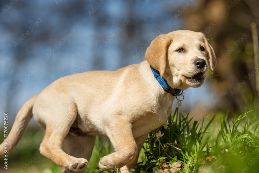 Young labrador retriever dog puppy