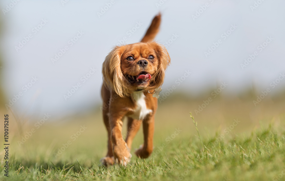 Cavalier king charles spaniel dog Cavalier king charles spaniel dog