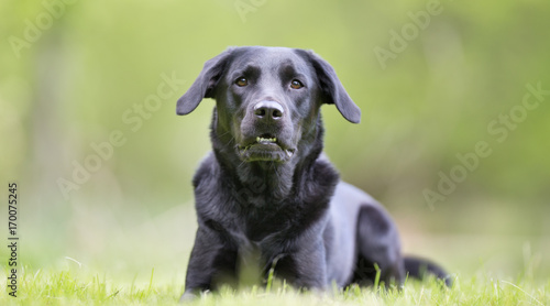Wallpaper Mural Labrador retriever dog Torontodigital.ca