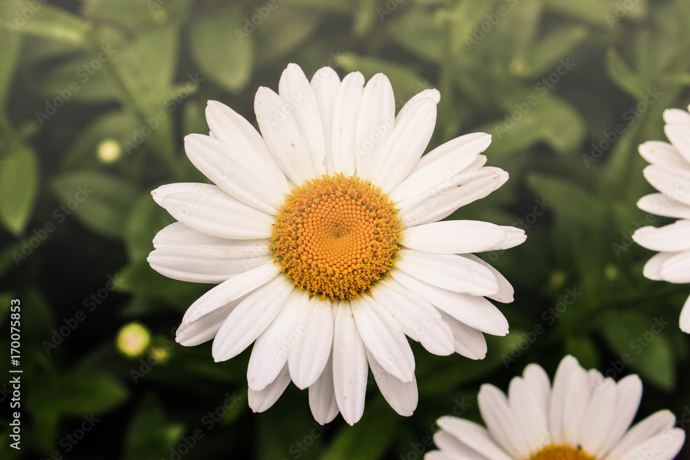 Obraz premium Oops a Daisy 