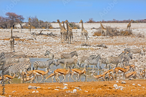 Canvas Print Okaukeujo waterhole teeming with many different animals including giraffe, zebra