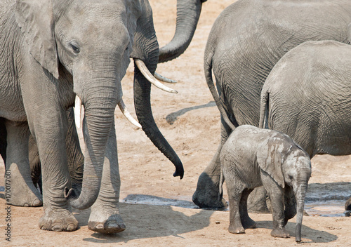 Herd of elephants with a baby around a waterhole in Hwnage