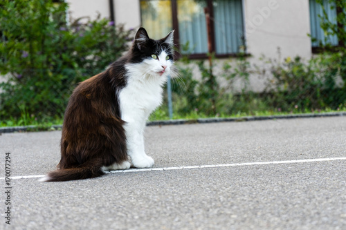 brown white cat outdoor close up picture at daytime