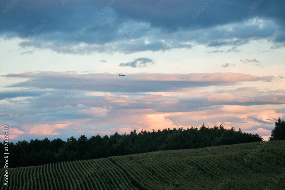Obraz premium coloured pink early sunset over a green field of corn and a forest in the background