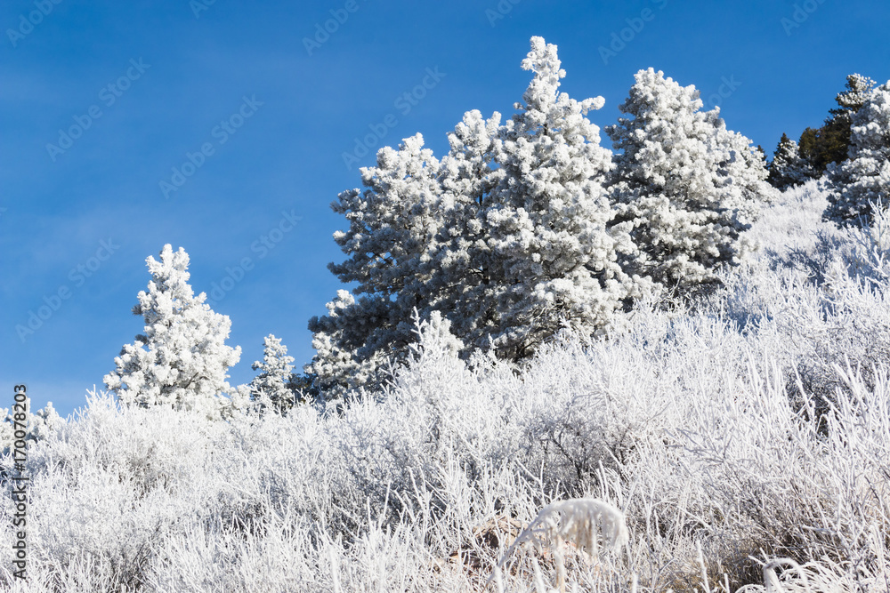 Frosty Mountainside in the Pike National Forest after a winter storm Frosty Mountainside in the Pike National Forest after a winter storm