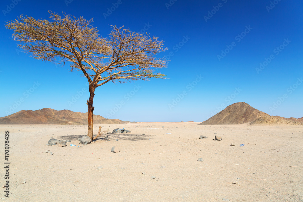 Lonely tree on the egyptian desert