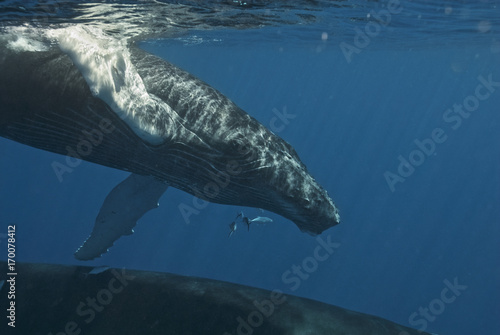 Humpback whale (Megaptera novaeangliae), Silver Bank, Dominican Republic, Atlantic Ocean