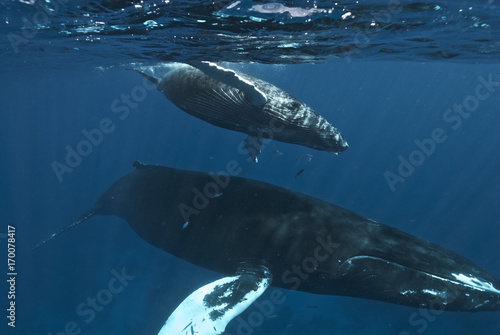 Humpback whale (Megaptera novaeangliae), Silver Bank, Dominican Republic, Atlantic Ocean © Enrique