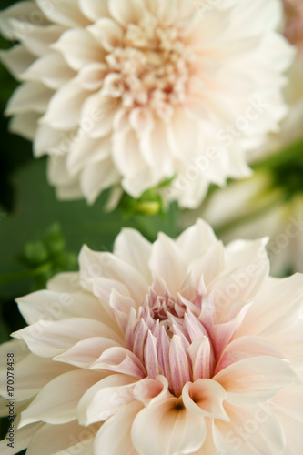 Fototapeta Naklejka Na Ścianę i Meble -  Dahlia Milk Coffee