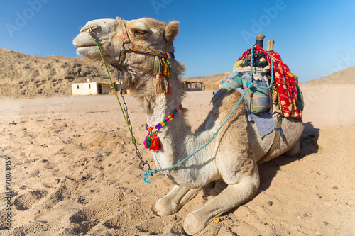 Camel on the egyptian desert