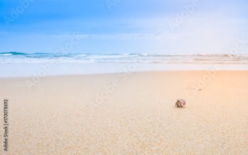 a little hermit crab on the beautiful beach , background 
