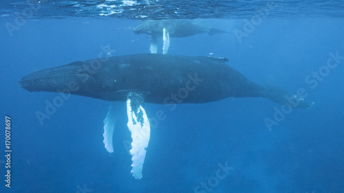 Humpback whale (Megaptera novaeangliae), Silver Bank, Dominican Republic, Atlantic Ocean photo