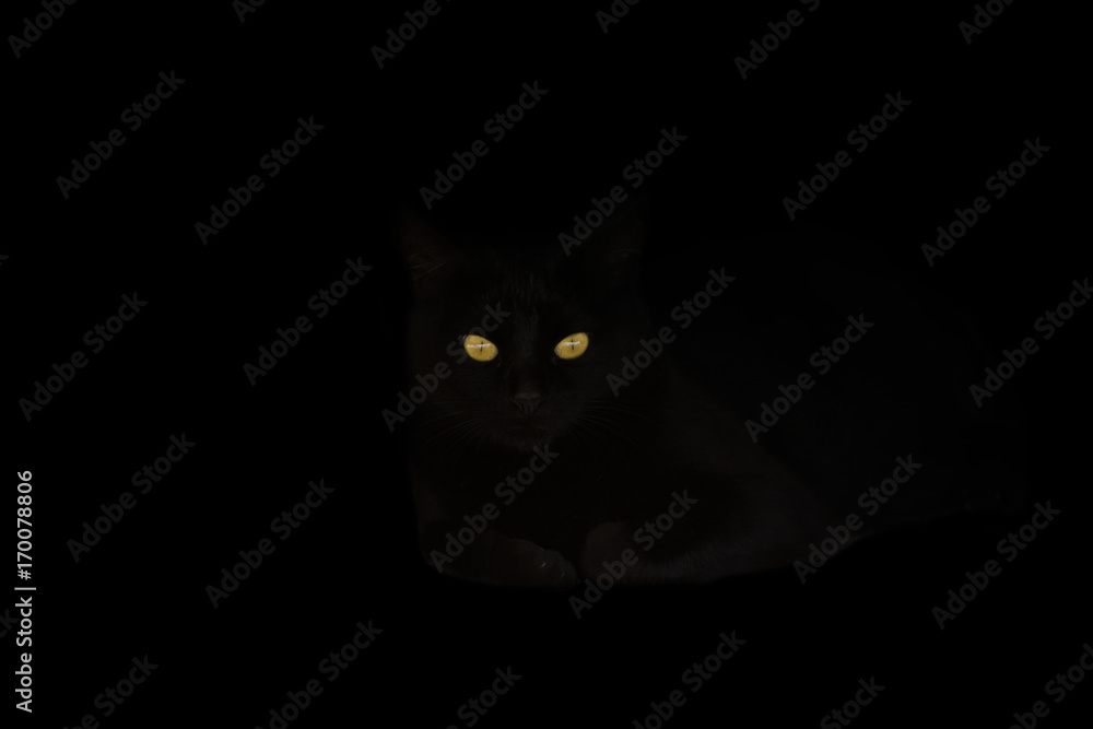 Gato negro en la obscuridad