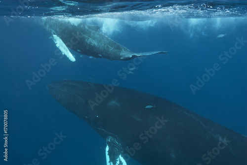 Humpback whale (Megaptera novaeangliae), Silver Bank, Dominican Republic, Atlantic Ocean © Enrique