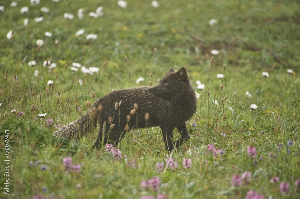 Arctic Fox (Alopex lagopus or Vulpes lagopus) summer coat Arctic Fox (Alopex lagopus or Vulpes lagopus) summer coat